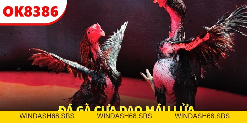 OK8386 – Nơi Hội Tụ Trải Nghiệm Đá Gà Trực Tuyến Hấp Dẫn - Windash68