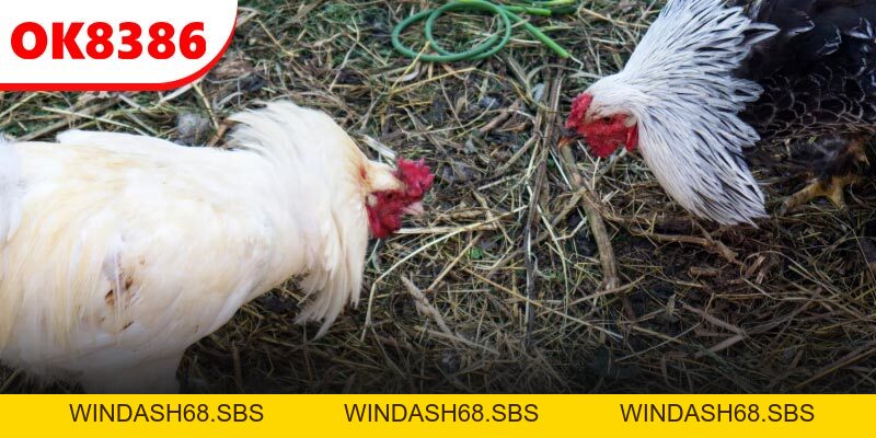 Đá Gà Cựa Sắt - Cược Cực Căng, Nhận Thưởng Siêu Khủng - Windash68