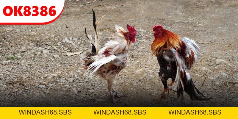 Đá Gà Cựa Sắt - Cược Cực Căng, Nhận Thưởng Siêu Khủng - Windash68