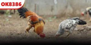 OK8386 RADIO.FM🎖️Trang Chủ OK8386.COM Link Đăng Ký Chính Thức - Windash68