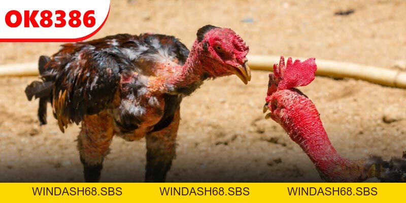 Đá Gà Thomo - Đấu Trường Giao Tranh Cực Kỳ Kịch Tính - Windash68