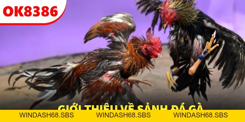 OK8386 – Nơi Hội Tụ Trải Nghiệm Đá Gà Trực Tuyến Hấp Dẫn - Windash68