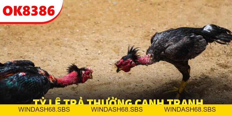 OK8386 – Nơi Hội Tụ Trải Nghiệm Đá Gà Trực Tuyến Hấp Dẫn - Windash68